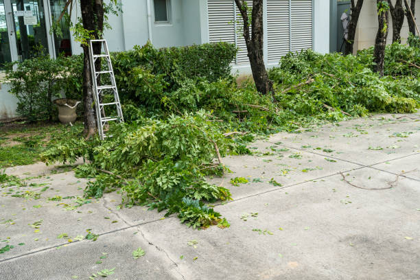 Professional Tree Services in Steger, IL