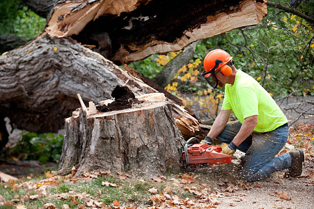 How Our Tree Care Process Works  in  Steger, IL